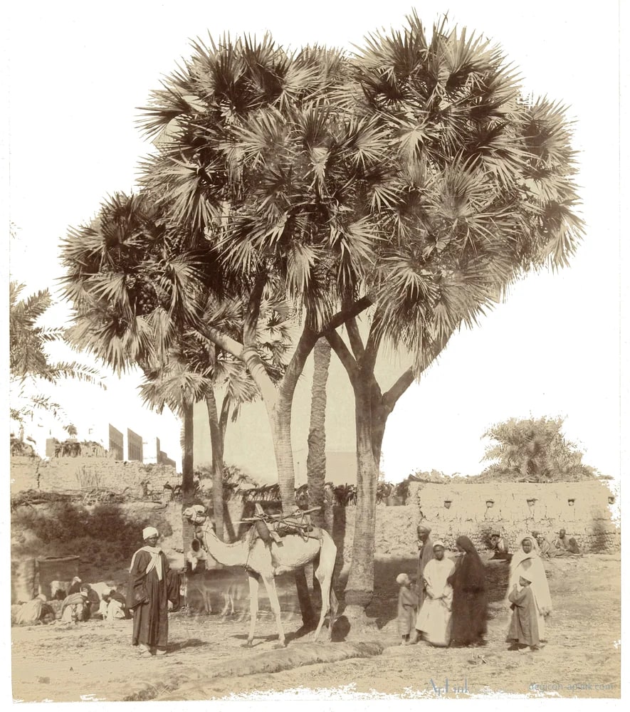 Mensen onder dompalmen, Egypte — カイロ／エジプトの古写真
