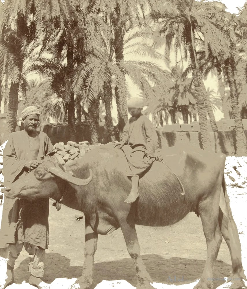Jongen op een buffel, met man ernaast — カイロ／エジプトの古写真