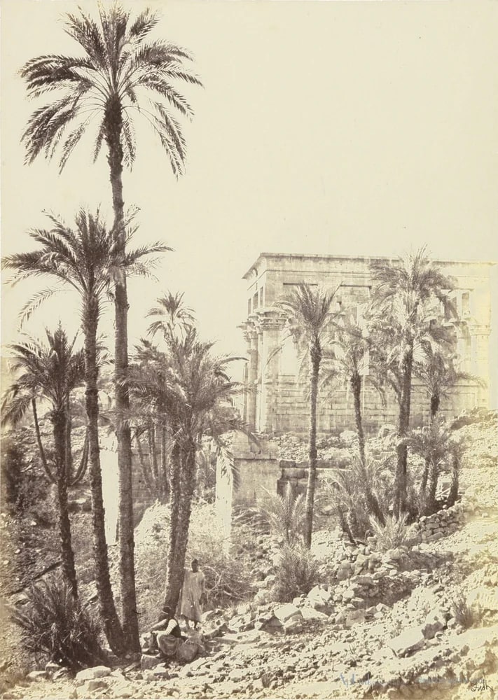 Palmbomen op het eiland Philae in de Nijl — カイロ／エジプトの古写真