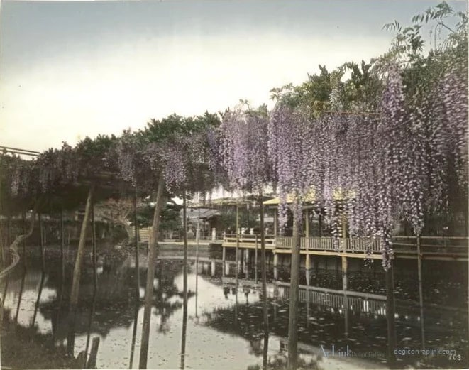 Wisteria Flower at Kameido Tokio — 日本（幕末・明治）の手彩色写真