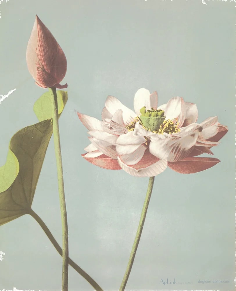 Lotus Flowers — 日本（幕末・明治）の手彩色写真