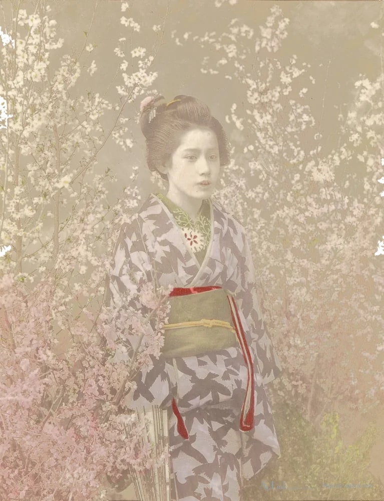 Portret van een geisha tussen kersenbloesem — 日本（幕末・明治）の手彩色写真