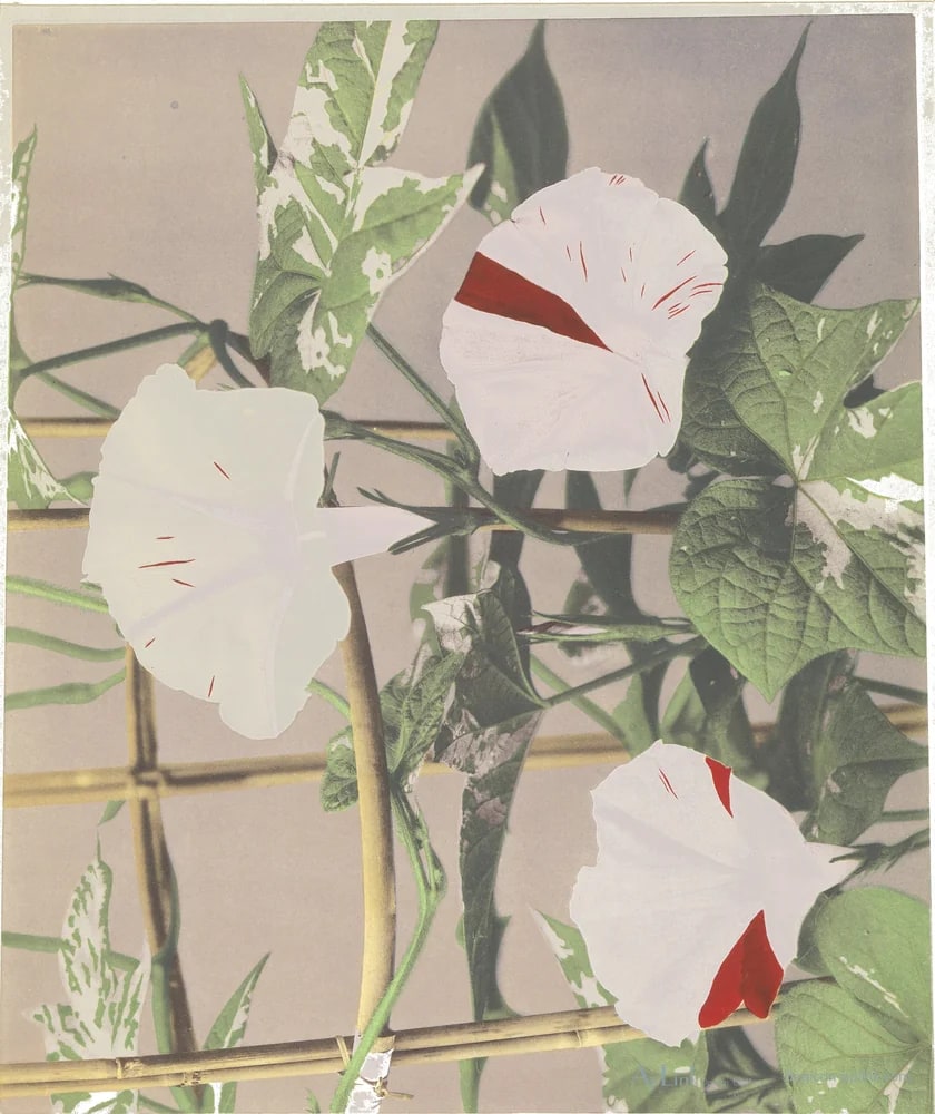 Gestreepte windebloemen — 日本（幕末・明治）の手彩色写真