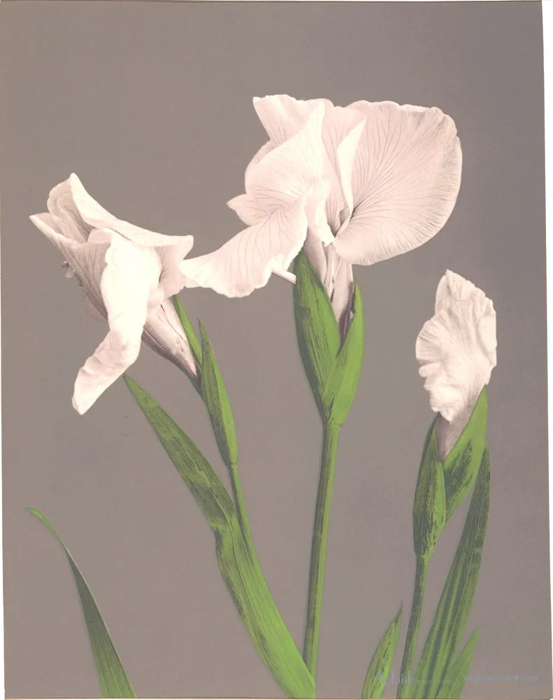 Witte irissen — 日本（幕末・明治）の手彩色写真