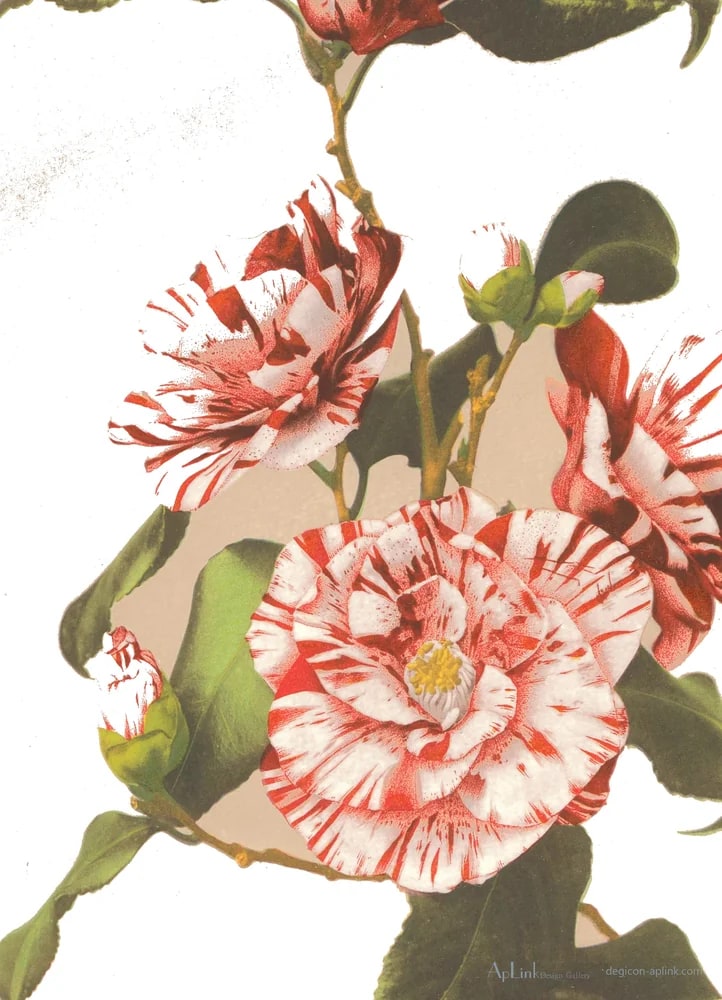 Gestreepte camellia's — 日本（幕末・明治）の手彩色写真
