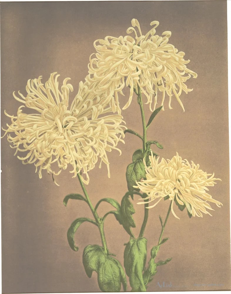Drie gele chrysanten — 日本（幕末・明治）の手彩色写真