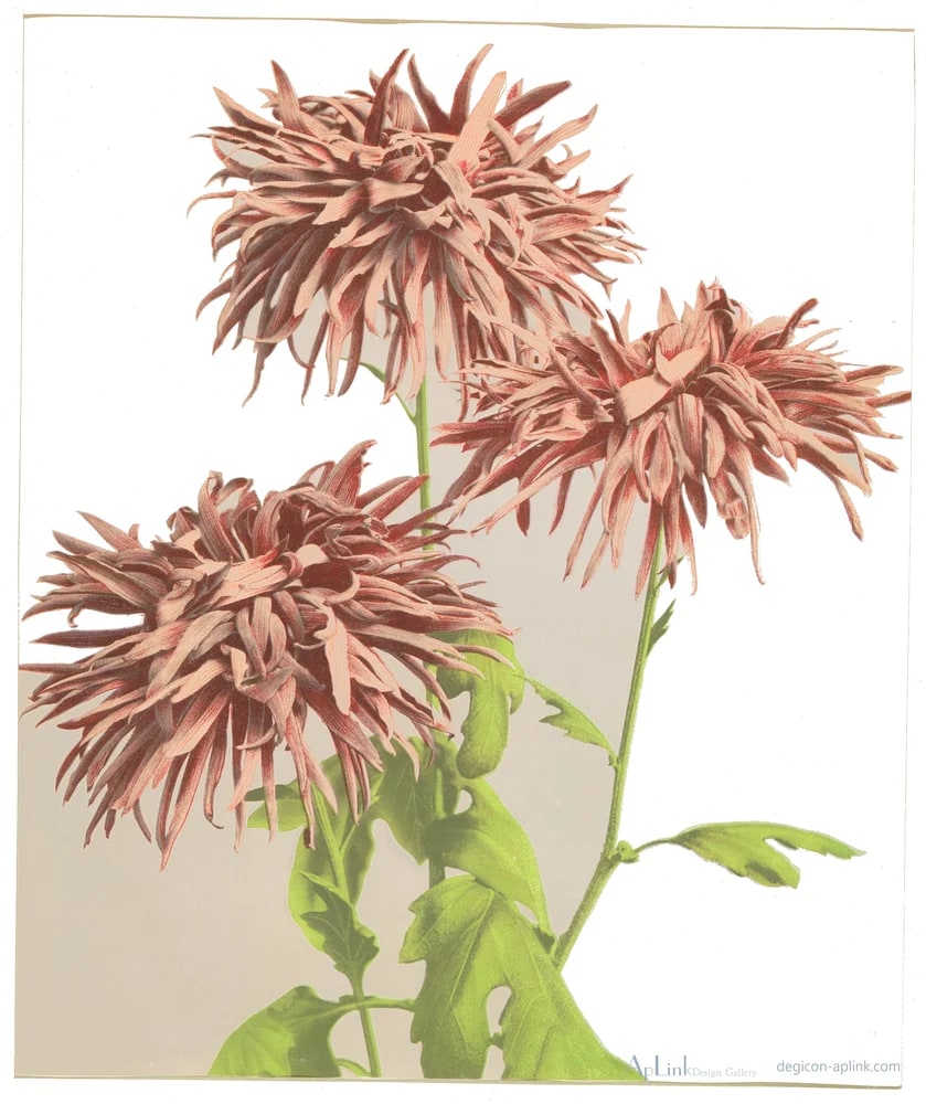 Drie roze chrysanten — 日本（幕末・明治）の手彩色写真