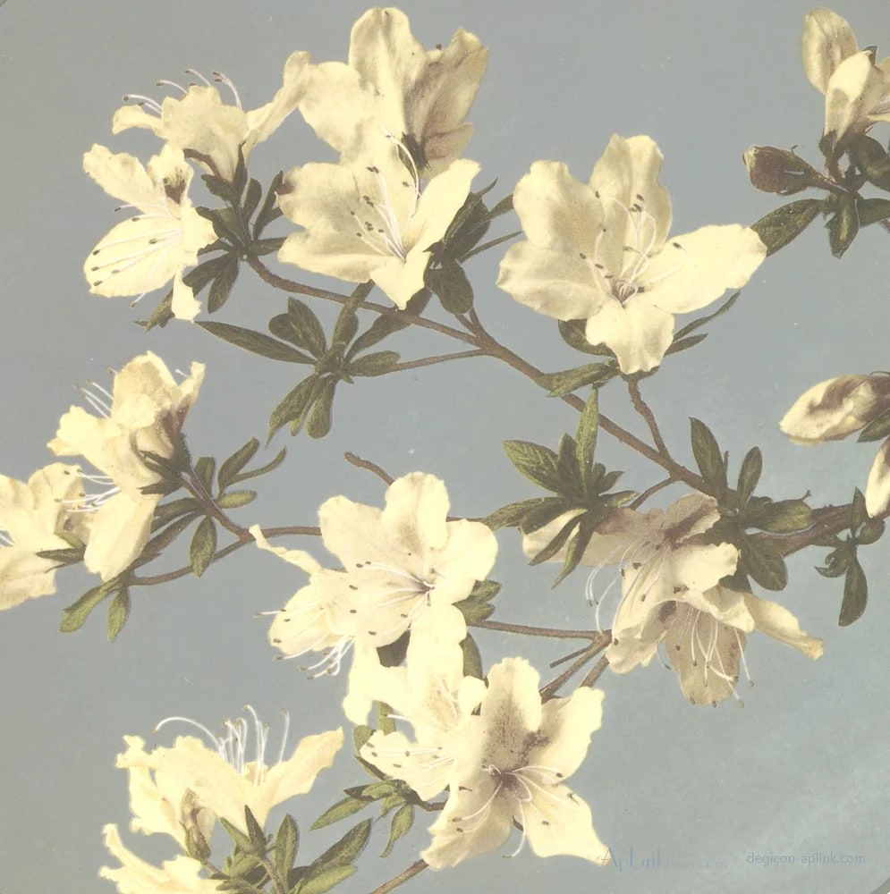 Japanse azalea's — 日本（幕末・明治）の手彩色写真
