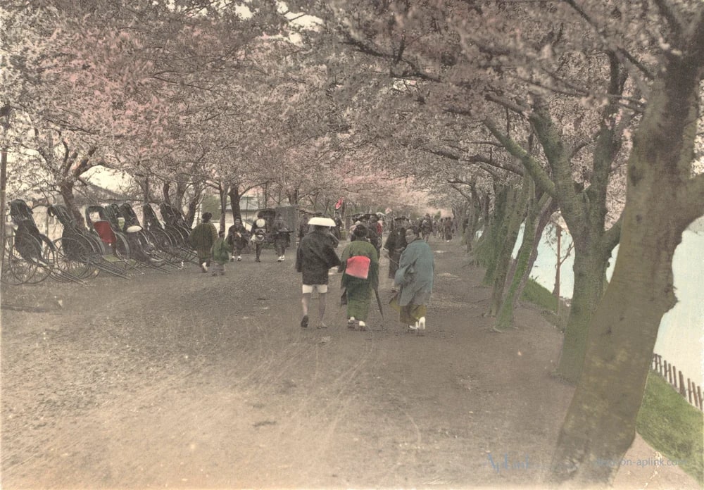 Laan met Japanse sierkersen in Uenopark in Tokyo, Japan — 日本（幕末・明治）の手彩色写真