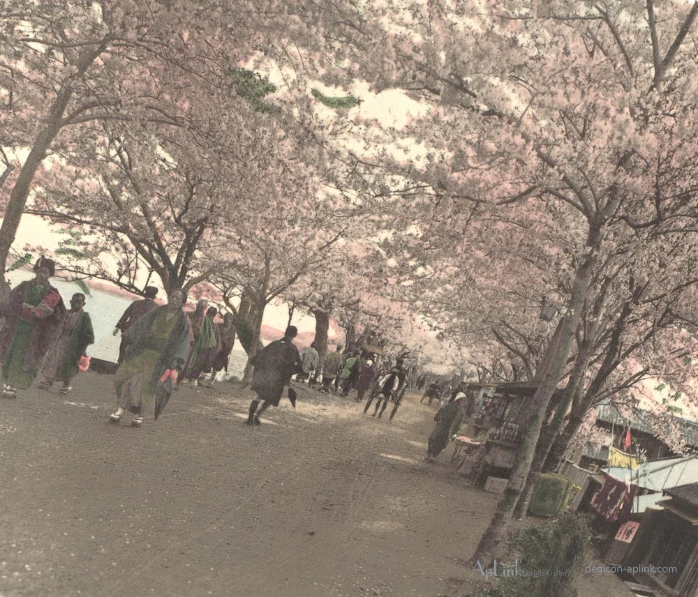 Laan met Japanse sierkersen langs de oever van de Sumida rivier in Uenopark in Tokyo, Japan — 日本（幕末・明治）の手彩色写真