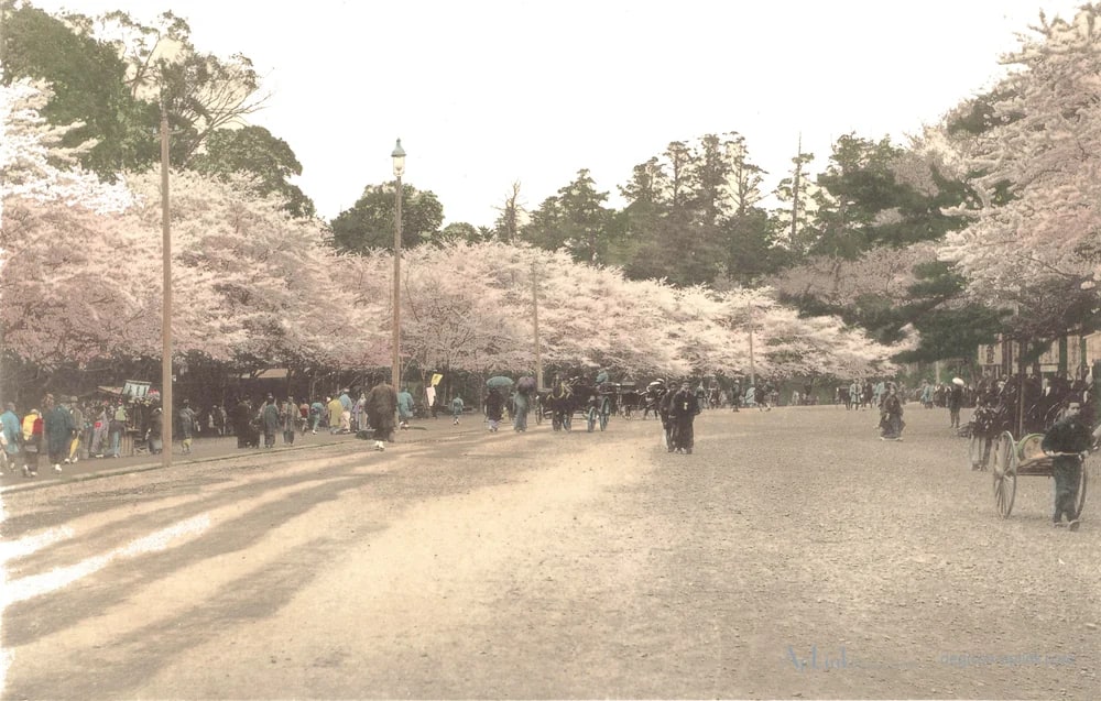 Gezicht op een laan met Japanse sierkersen in Uenopark in Tokyo, Japan — 日本（幕末・明治）の手彩色写真